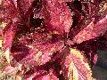 Candy Store Coleus / Solenostemon scutellarioides 